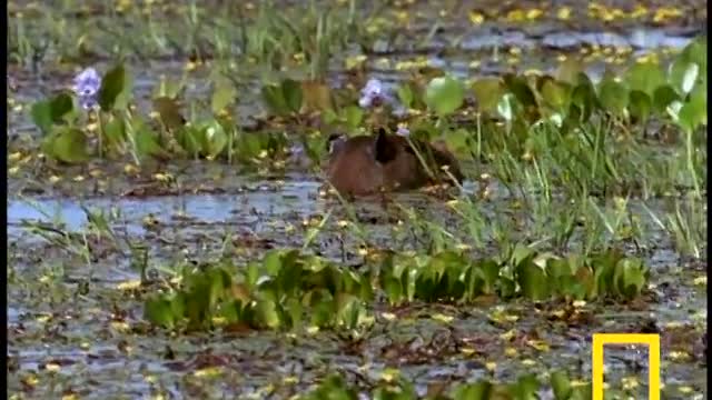 Anaconda vs Mammal