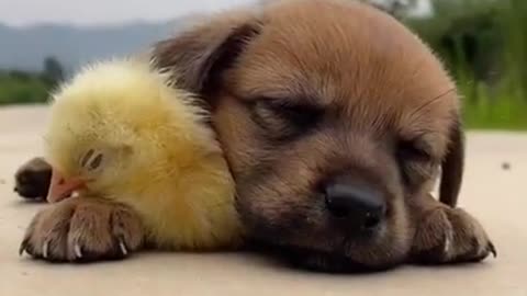 Puppy Cuddling Up Duckling