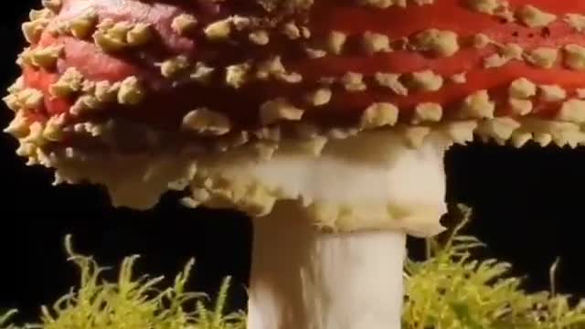 fly agaric