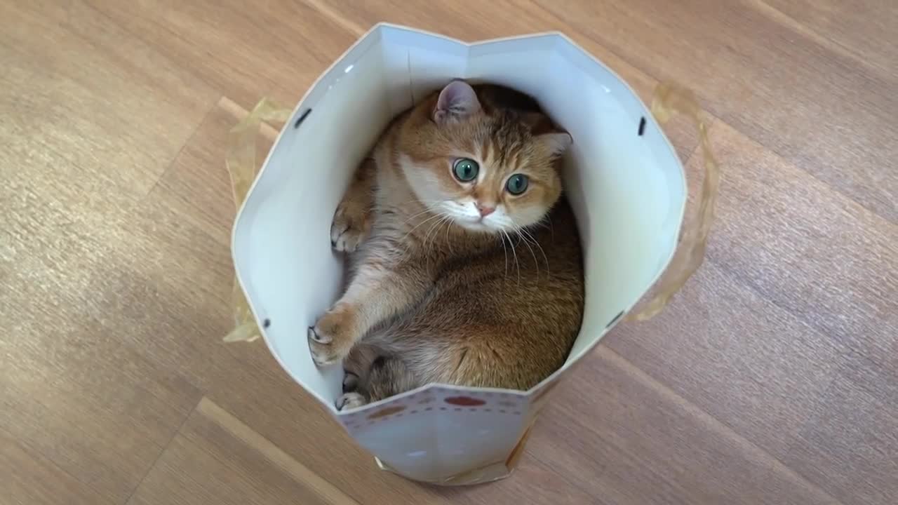 Hosico and New Year gift bag