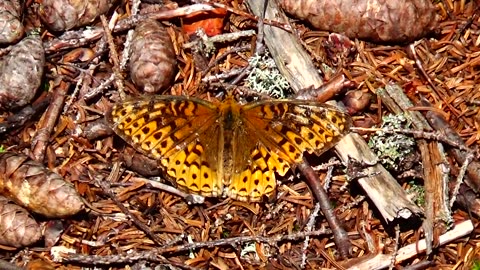 Fritillary Butterfly