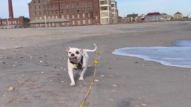 When you throw a ball for your dog to catch but she brings back a seashell.