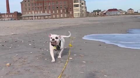 When you throw a ball for your dog to catch but she brings back a seashell.