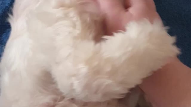 Snoopy gets belly rubs