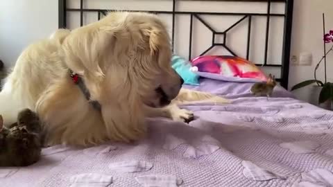 Golden Retriever and Baby Bunnies - Amazing Friendship