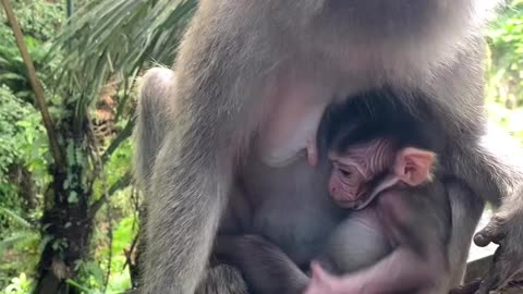 Monkey and her baby