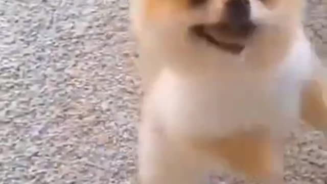 Cute and Funny Dog😍😍video