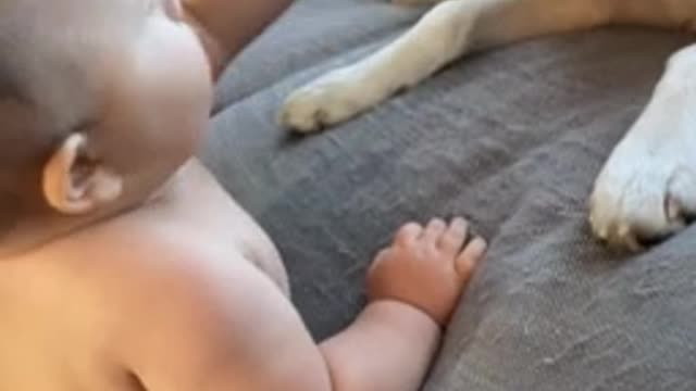 Baby Bites Dogs Tongue