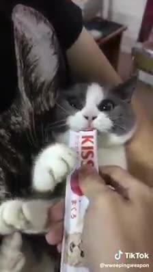 🔴المهم #الڨط باين جزايري عايش عند الشناوة 😅