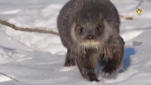 The sound of different animals