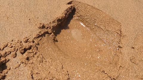 Secrets Revealed: Exploring Hidden Beach Treasures - Snails, Crabs, Fish, and More