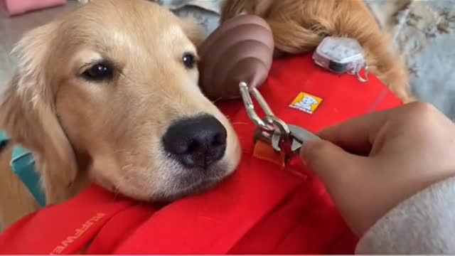 golden retriever playing