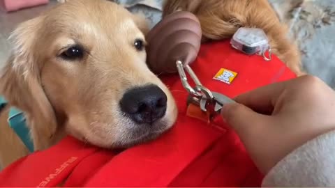 golden retriever playing