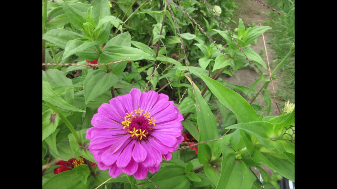 Spiritual Connectedness Zinnia Purple Sept 2021