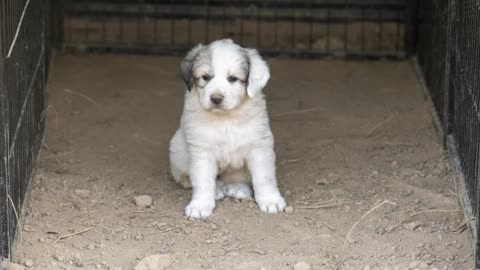 Great Pyrenees Day 34 - Close Ups