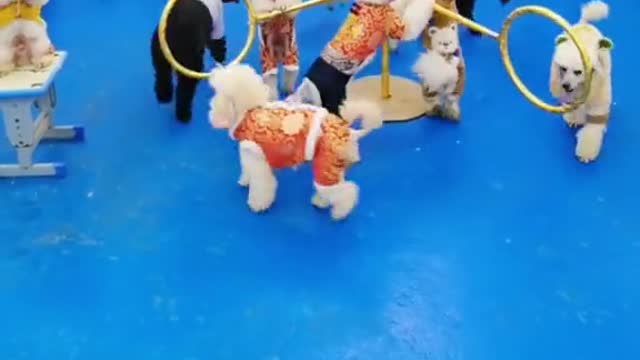 Do you want to play with us#pet #fyp #dog #puppy #cute