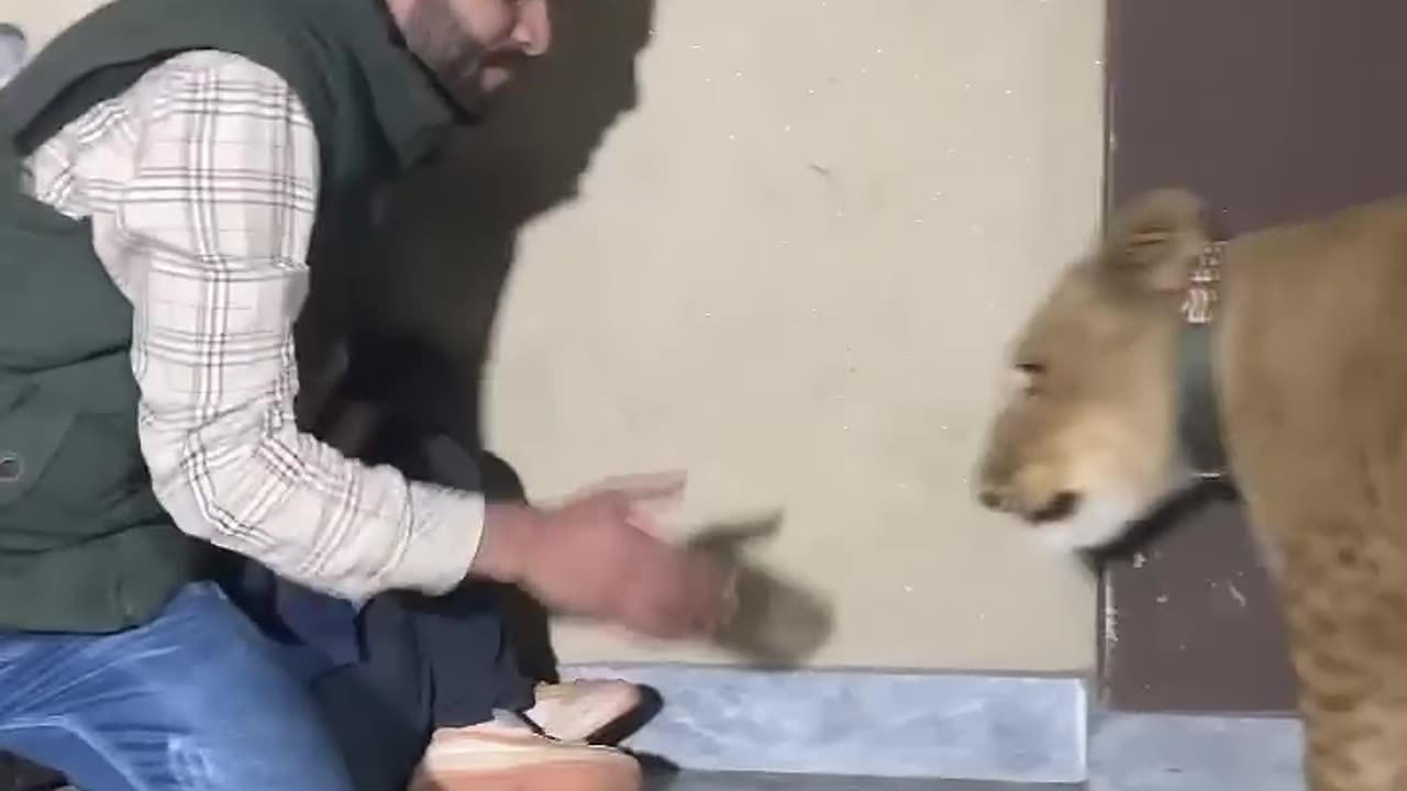 Naughty kid playing with little lion 🦁😂😵😵😳😱🦁🦁Funny moment🤣