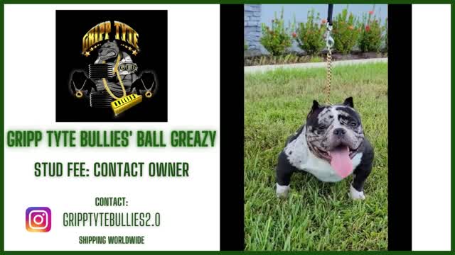 Gripp Tyte Bullies' Ball Greazy at Stud