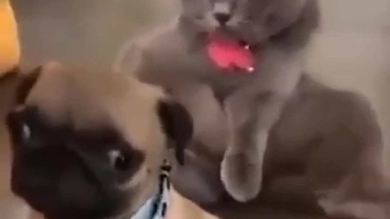 Dog and cat funny video