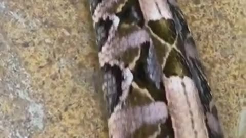 Gaboon Viper has the longest fangs of venomous snakes and a amount of is doesn’t with