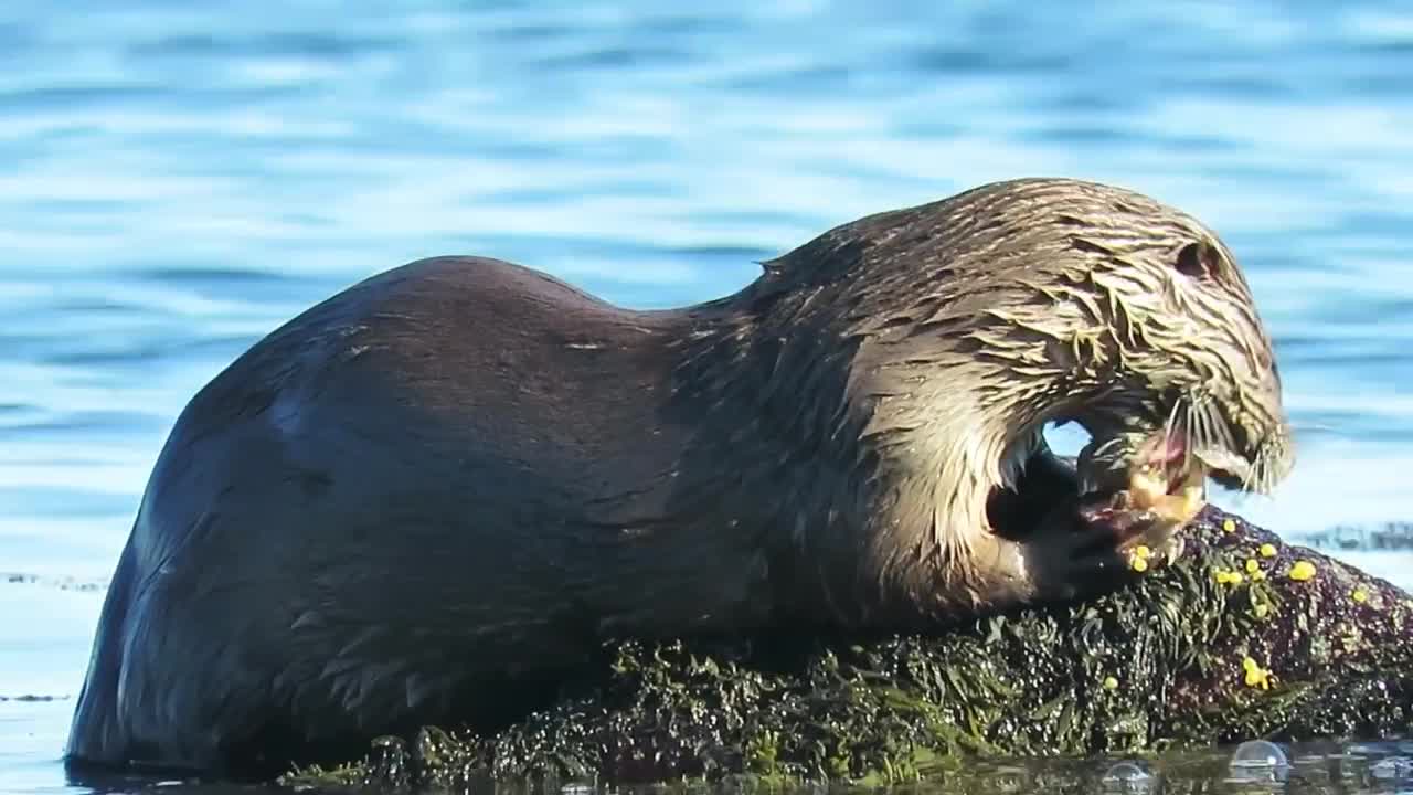 River Otter