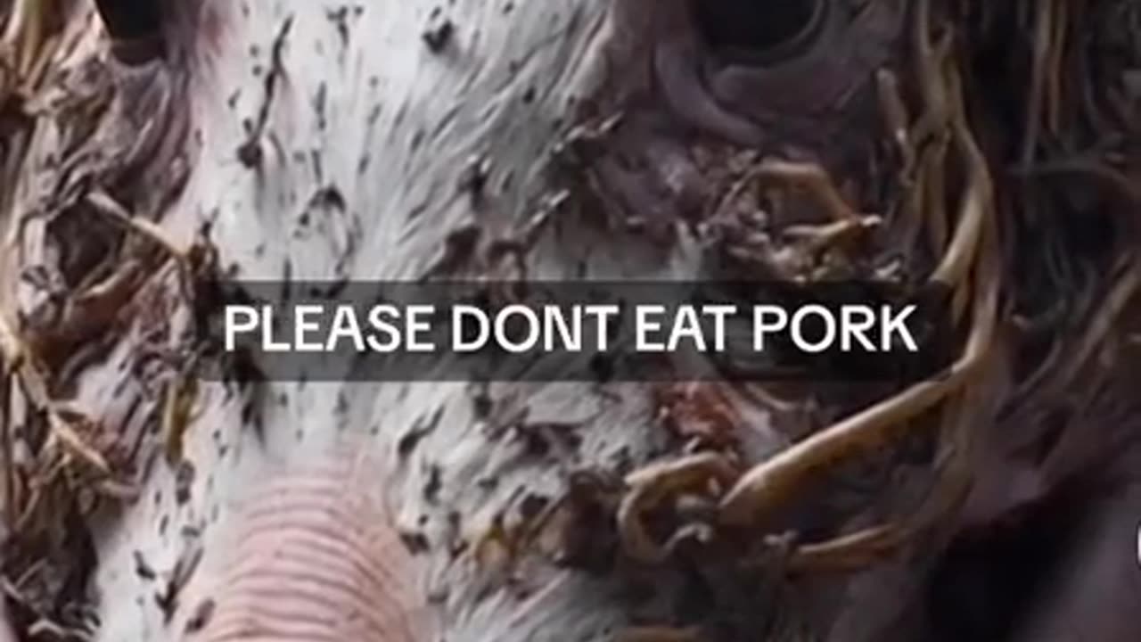 Why we shouldn't eat Pork