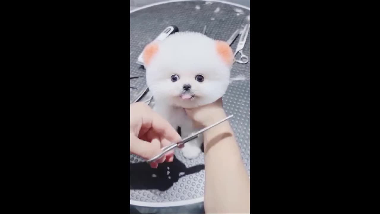 Mini Pomeranian Dog - Funny And Cute Pomeranian videos