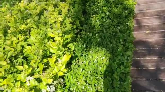 Grass Green, colorful flowers dotted with fuzzy grass blanket