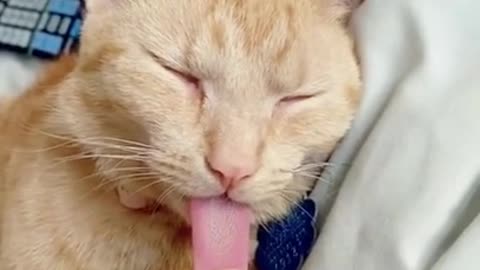 funny cat videos#131 funny cat reaction - funny cat moments #shorts