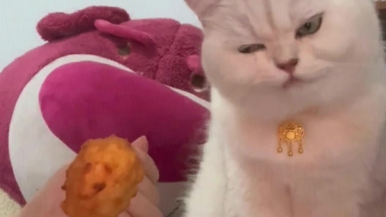 Cat: What are you eating, does it have a meaty flavor?