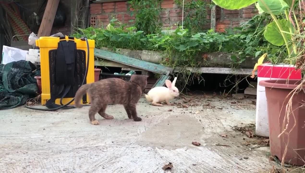 The fight between rabbits and cats #5