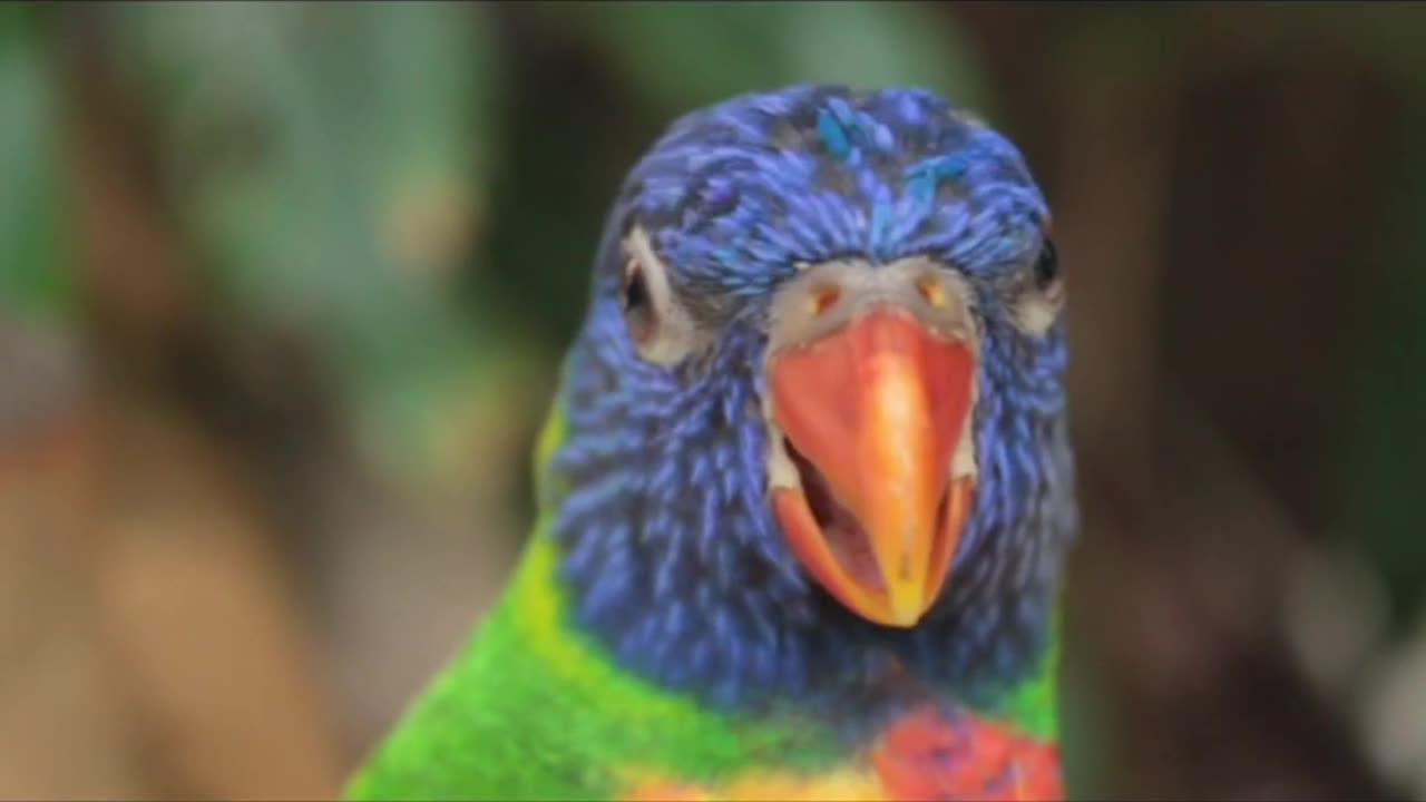 4k parrots video which shows the beauty of nature.