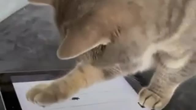 Cat plays iPad game catching mice on video| Funny Pets videos