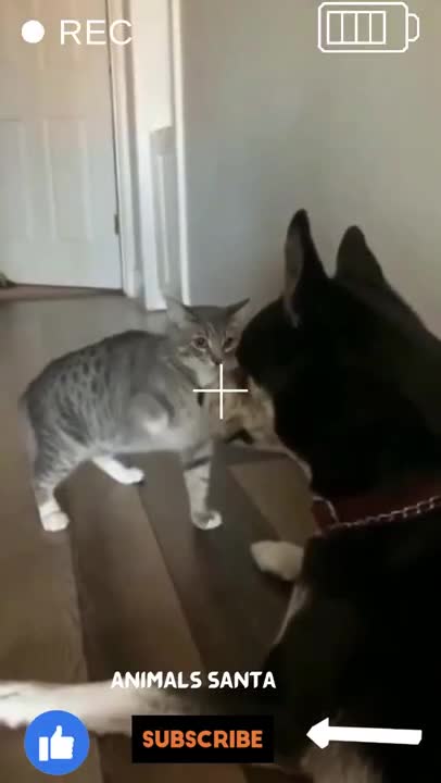 funny cat and dog compilation
