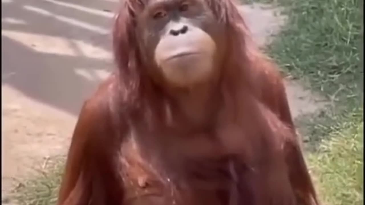 Viral Funny monkey.