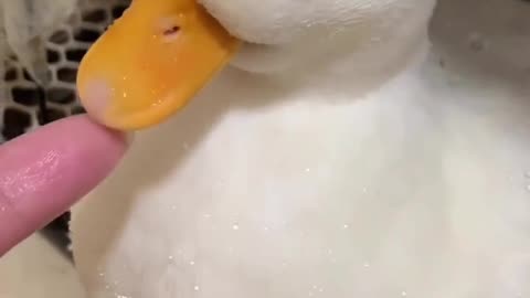 Beautiful duckling