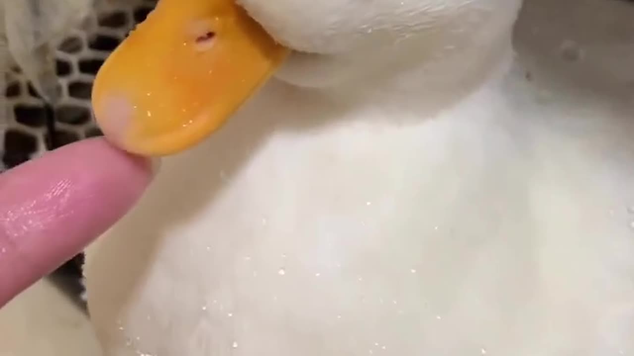 Beautiful duckling