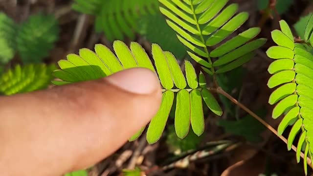 Beautiful plant 😍😍🌿🌿