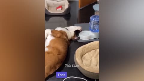 Funny ANIMALS video (10)