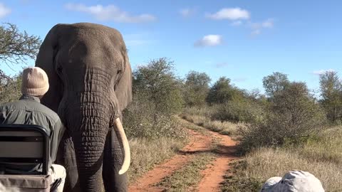 Giant African elephant challenges safari tracker (1)