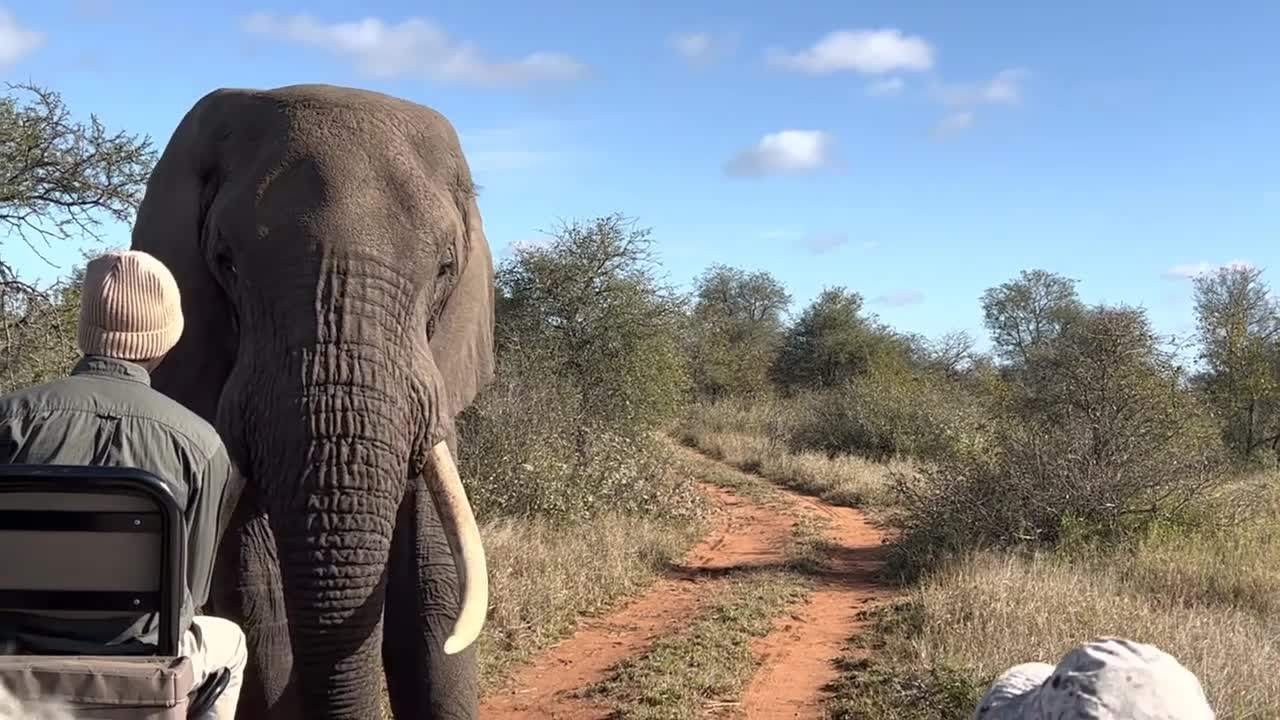 Giant African elephant challenges safari tracker (1)