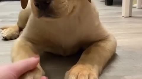 Labrador puppy training 😁 stand up and down 🐕
