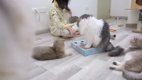 Funniest Animals