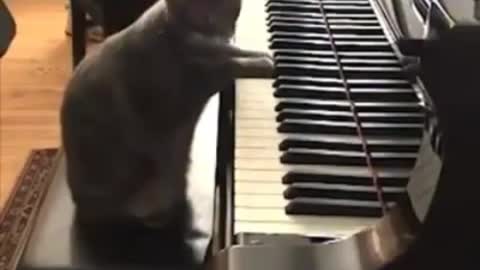 This cat 🐱 can play piano 🎹