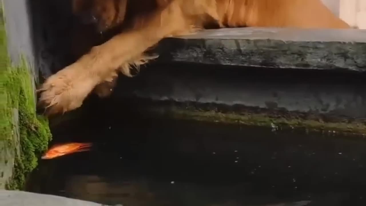 Huminity show in 🐕🐕🐕