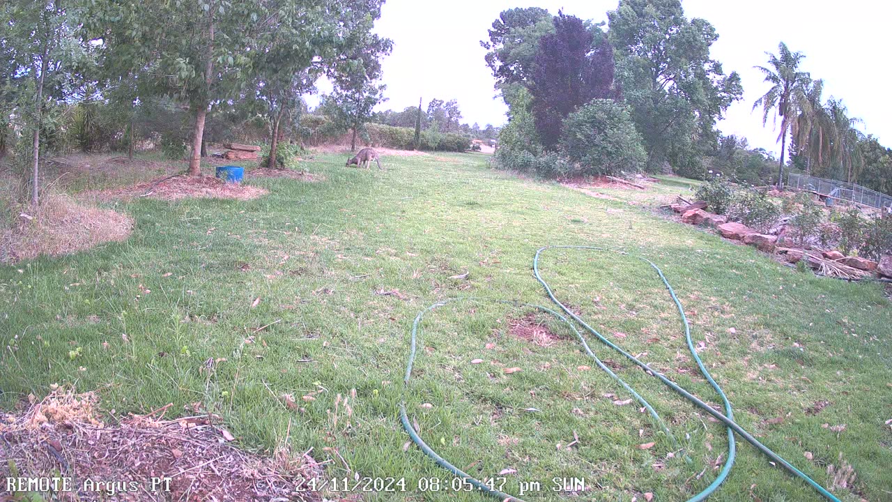 Large Buck Kangeroo eating and resting