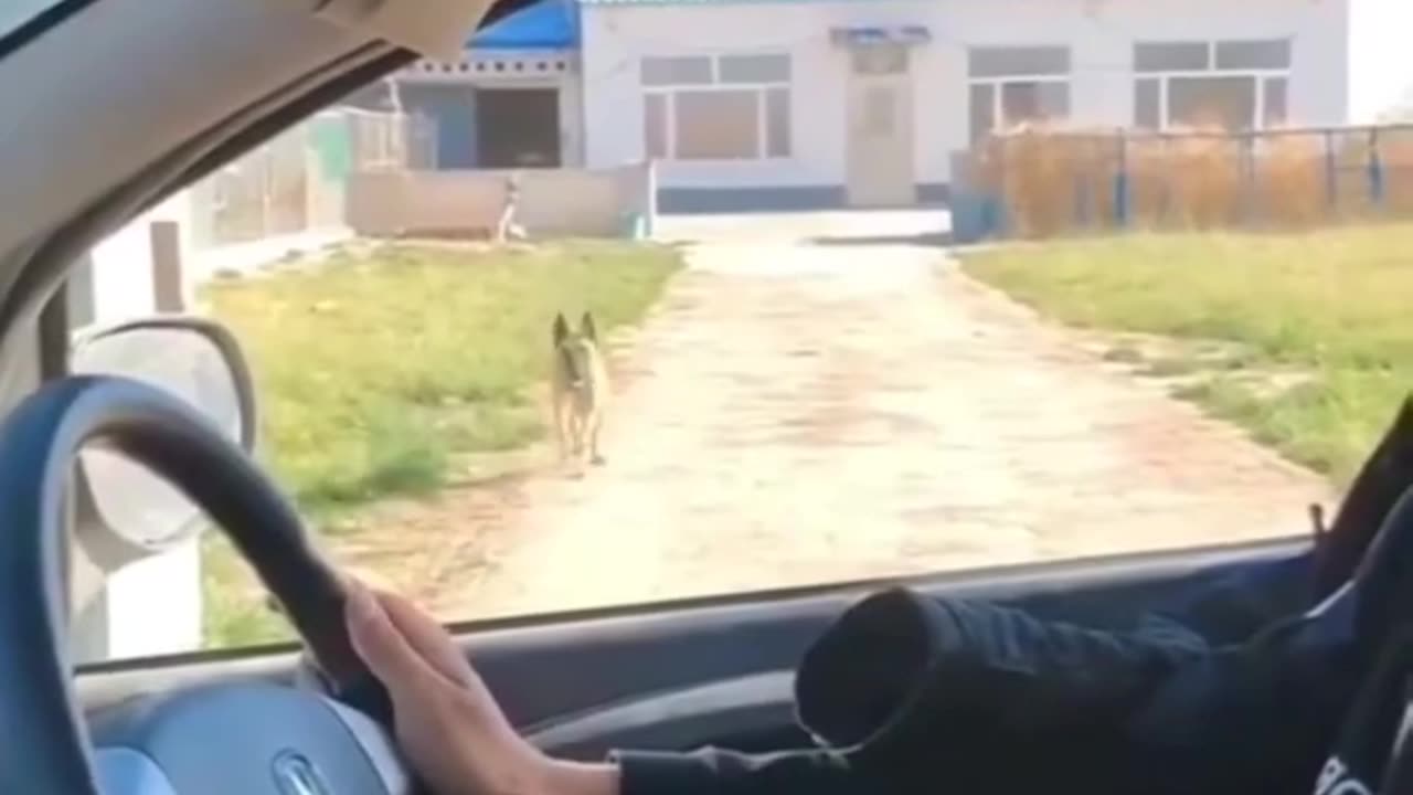 Try not to laugh 😂 funny Animals 😹|| #funny Animals shots