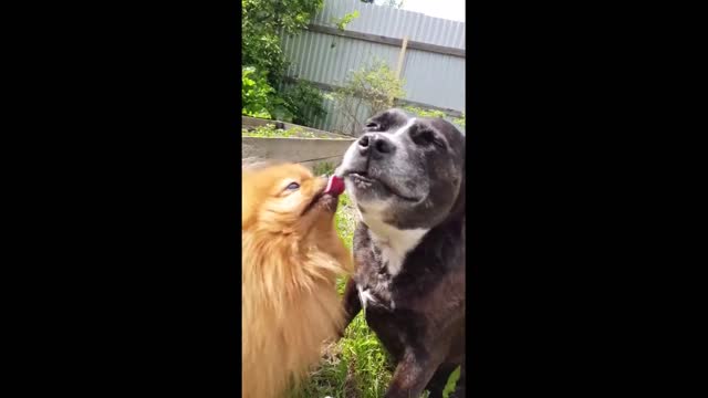 😆funniest dogs cat's awesome funny pet Animal videos