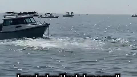 A pretty stunning scene off Plymouth, Massachusetts, as a large whale