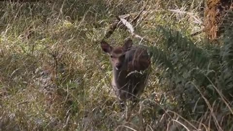 deer video